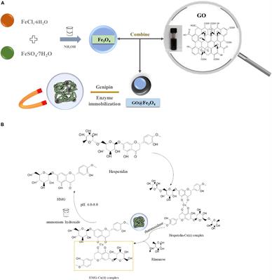 A Novel and High-Effective Biosynthesis Pathway of Hesperetin-7-O-Glucoside Based on the Construction of Immobilized Rhamnosidase Reaction Platform